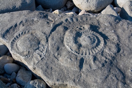Fossil hunting in Lyme Regis